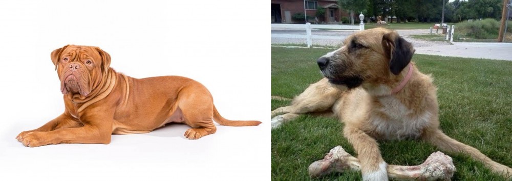 Irish Mastiff Hound vs Dogue De Bordeaux - Breed Comparison
