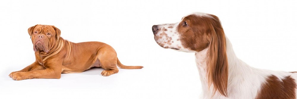 Irish Red and White Setter vs Dogue De Bordeaux - Breed Comparison
