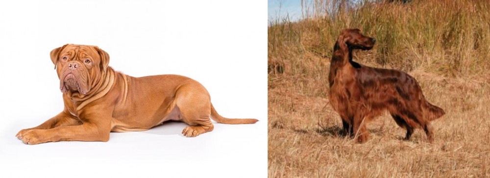 Irish Setter vs Dogue De Bordeaux - Breed Comparison