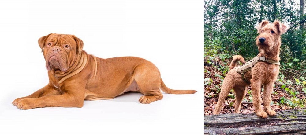 Irish Terrier vs Dogue De Bordeaux - Breed Comparison