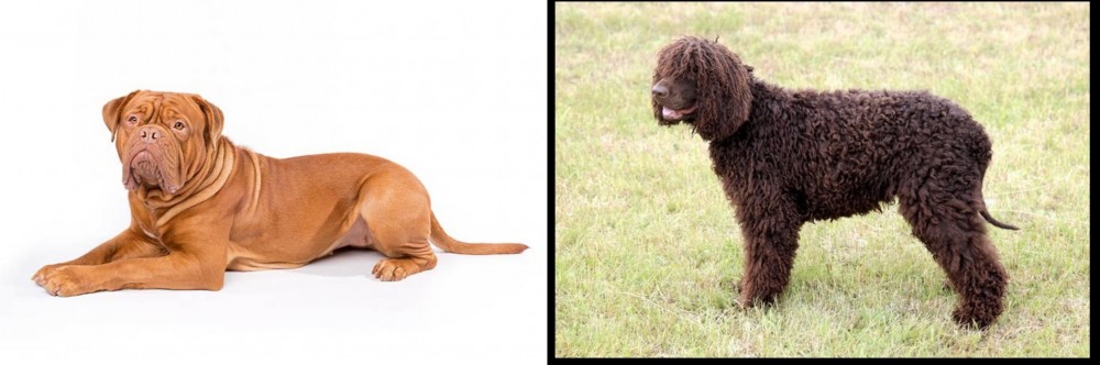 Irish Water Spaniel vs Dogue De Bordeaux - Breed Comparison