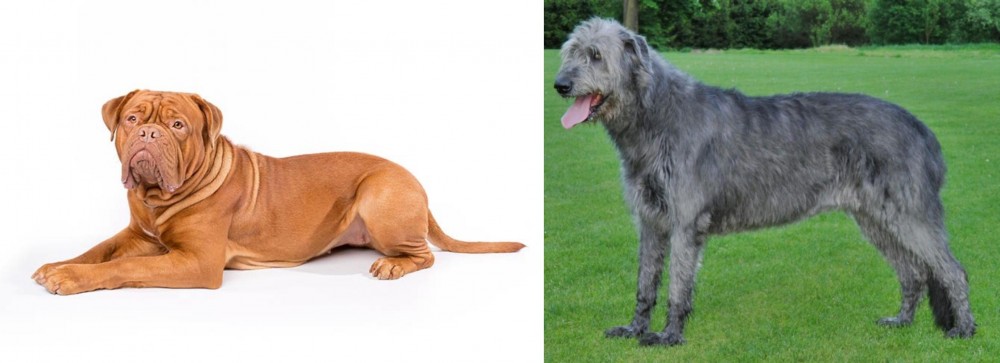 Irish Wolfhound vs Dogue De Bordeaux - Breed Comparison