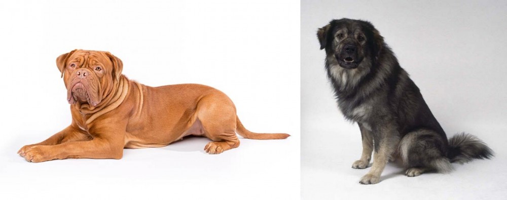 Istrian Sheepdog vs Dogue De Bordeaux - Breed Comparison
