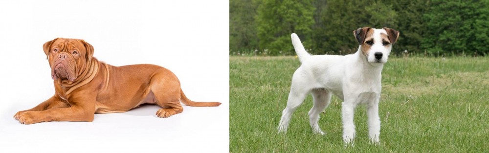 Jack Russell Terrier vs Dogue De Bordeaux - Breed Comparison