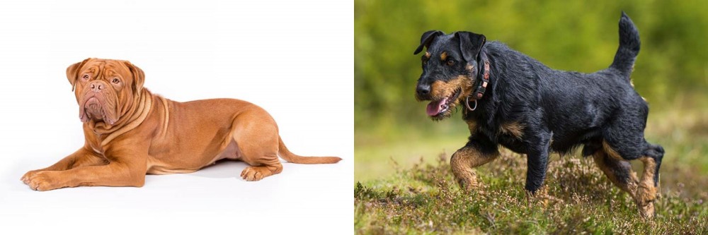 Jagdterrier vs Dogue De Bordeaux - Breed Comparison