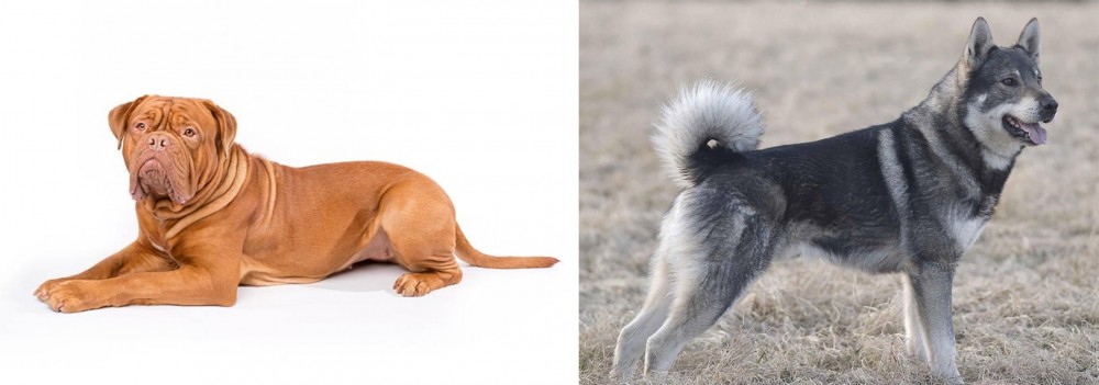 Jamthund vs Dogue De Bordeaux - Breed Comparison