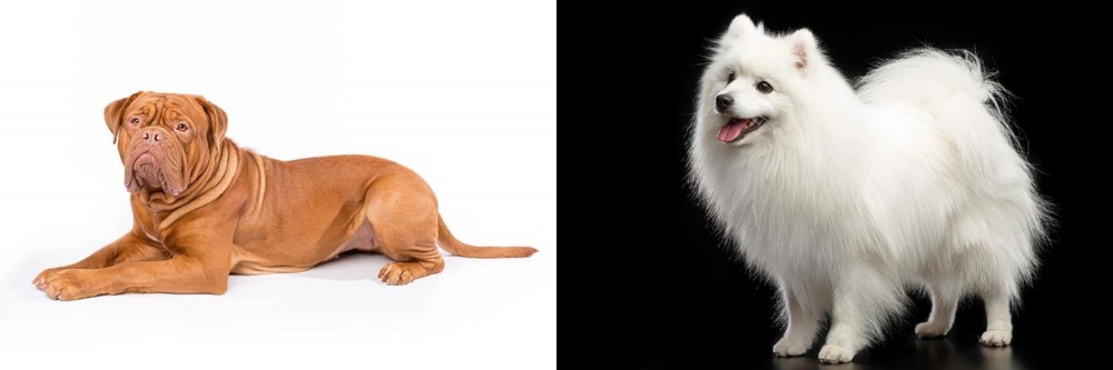 Japanese Spitz vs Dogue De Bordeaux - Breed Comparison