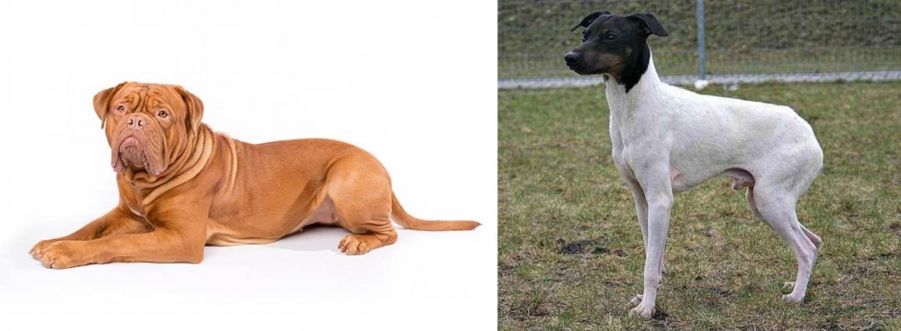 Japanese Terrier vs Dogue De Bordeaux - Breed Comparison