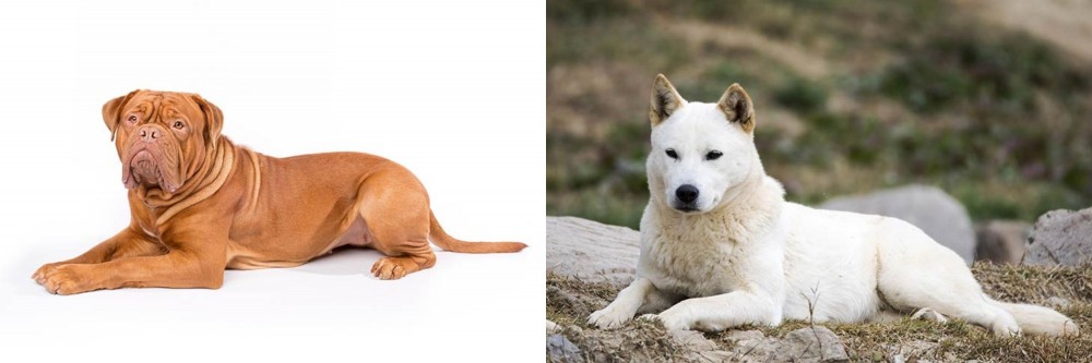 Jindo vs Dogue De Bordeaux - Breed Comparison