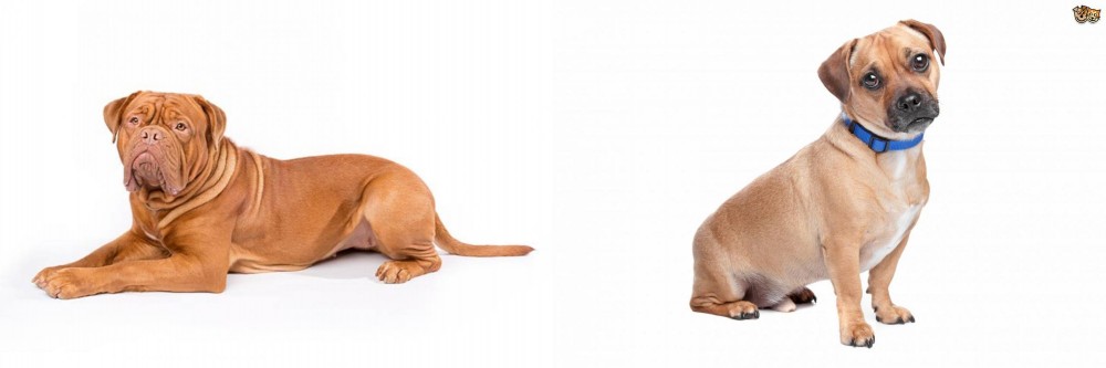Jug vs Dogue De Bordeaux - Breed Comparison