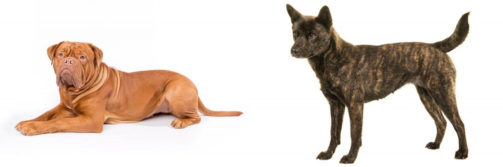 Kai Ken vs Dogue De Bordeaux - Breed Comparison