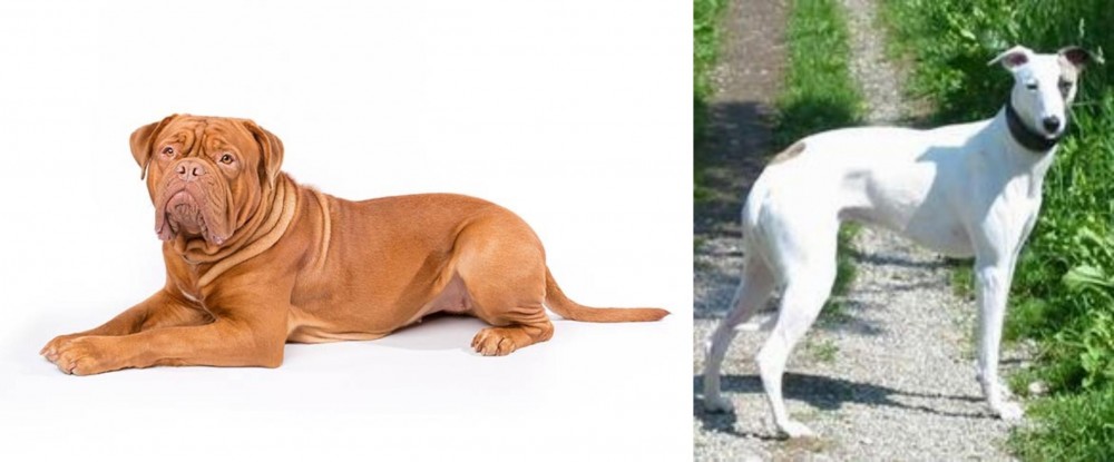 Kaikadi vs Dogue De Bordeaux - Breed Comparison