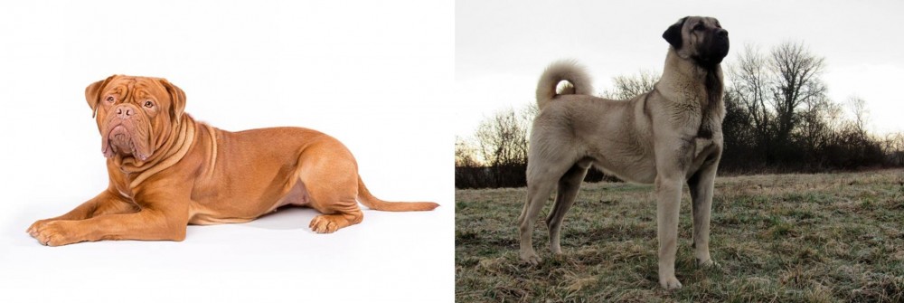 Kangal Dog vs Dogue De Bordeaux - Breed Comparison