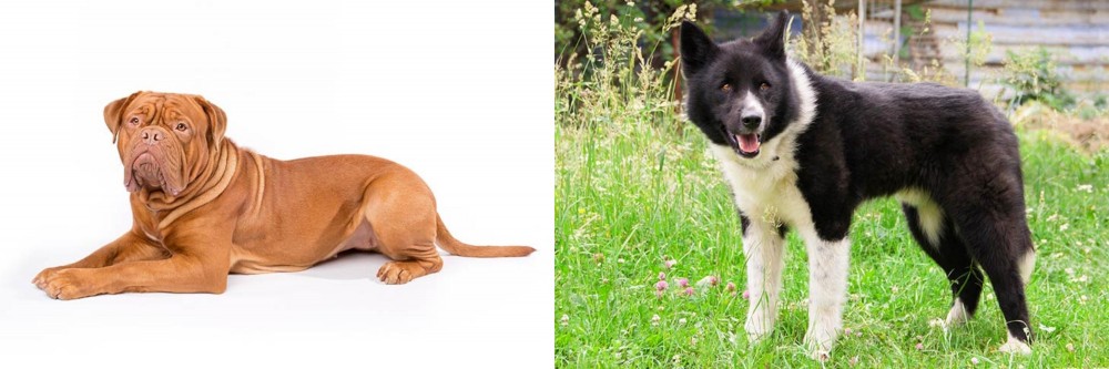 Karelian Bear Dog vs Dogue De Bordeaux - Breed Comparison