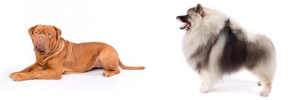 Keeshond vs Dogue De Bordeaux - Breed Comparison