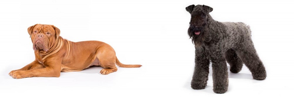 Kerry Blue Terrier vs Dogue De Bordeaux - Breed Comparison
