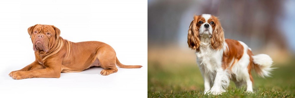 King Charles Spaniel vs Dogue De Bordeaux - Breed Comparison