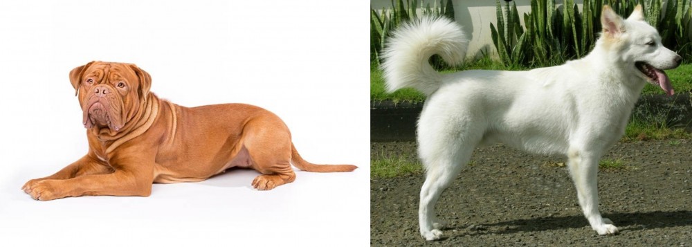 Kintamani vs Dogue De Bordeaux - Breed Comparison