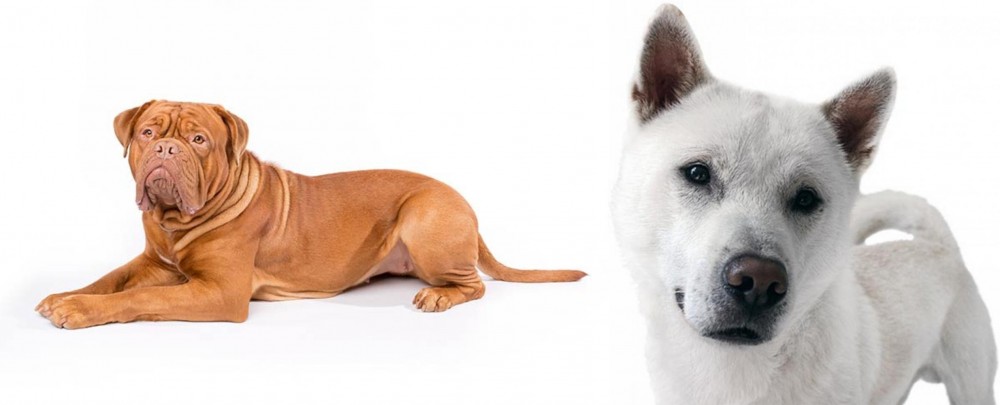 Kishu vs Dogue De Bordeaux - Breed Comparison