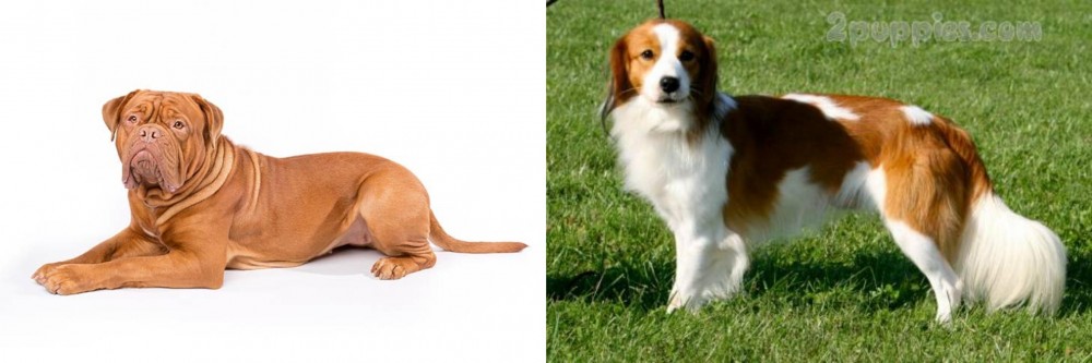 Kooikerhondje vs Dogue De Bordeaux - Breed Comparison