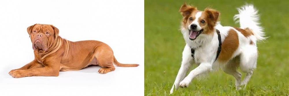 Kromfohrlander vs Dogue De Bordeaux - Breed Comparison