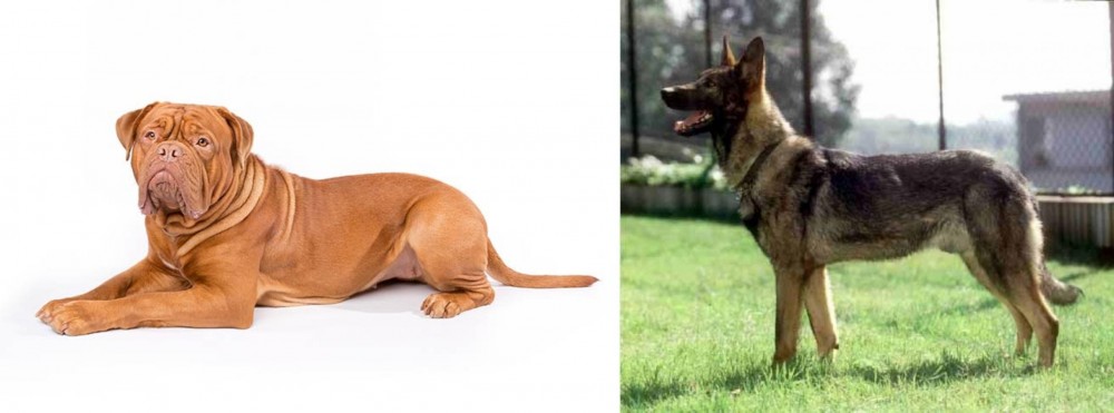 Kunming Dog vs Dogue De Bordeaux - Breed Comparison