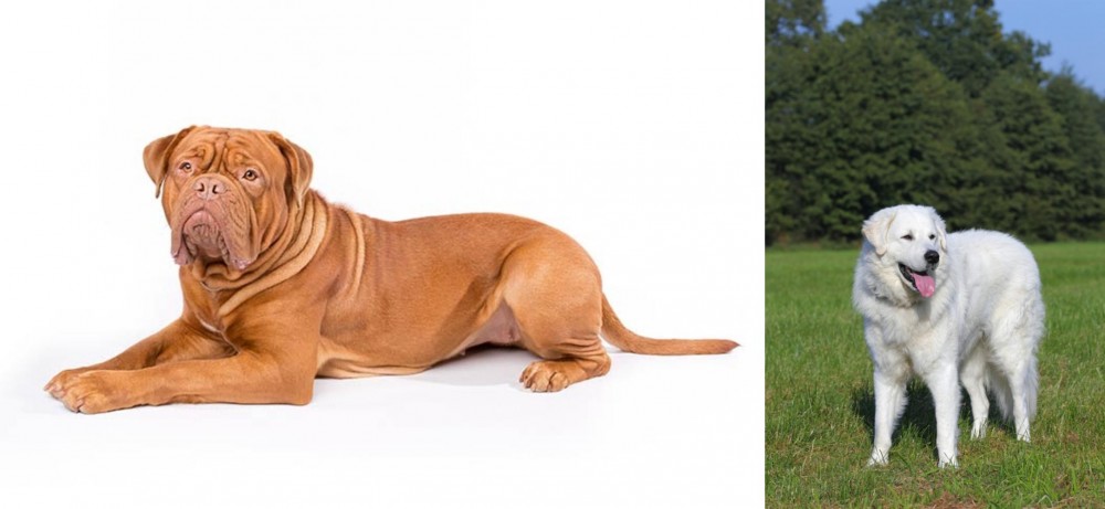 Kuvasz vs Dogue De Bordeaux - Breed Comparison