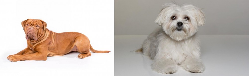 Kyi-Leo vs Dogue De Bordeaux - Breed Comparison