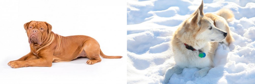 Labrador Husky vs Dogue De Bordeaux - Breed Comparison