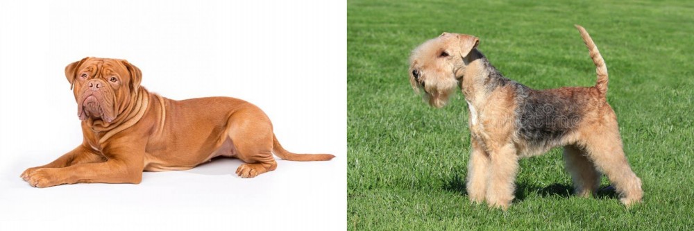 Lakeland Terrier vs Dogue De Bordeaux - Breed Comparison