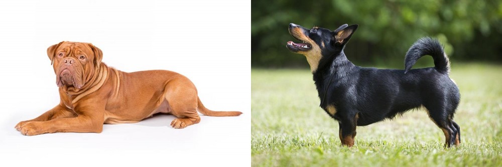 Lancashire Heeler vs Dogue De Bordeaux - Breed Comparison