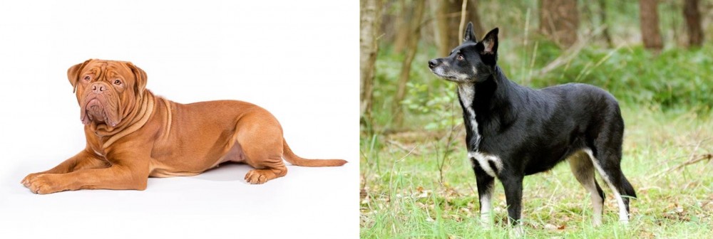 Lapponian Herder vs Dogue De Bordeaux - Breed Comparison