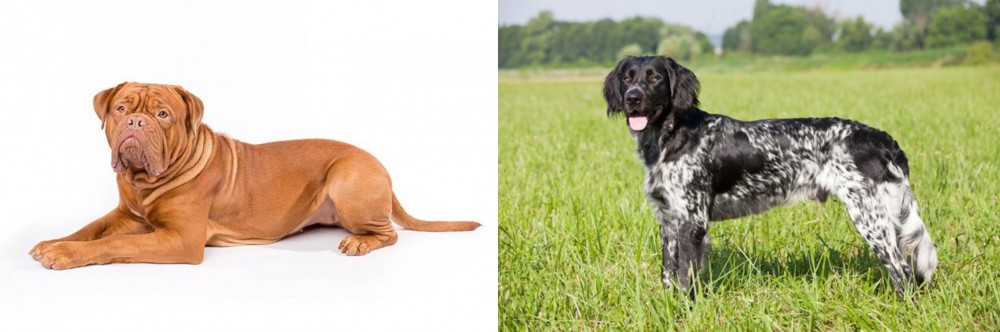 Large Munsterlander vs Dogue De Bordeaux - Breed Comparison