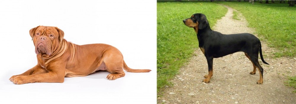 Latvian Hound vs Dogue De Bordeaux - Breed Comparison