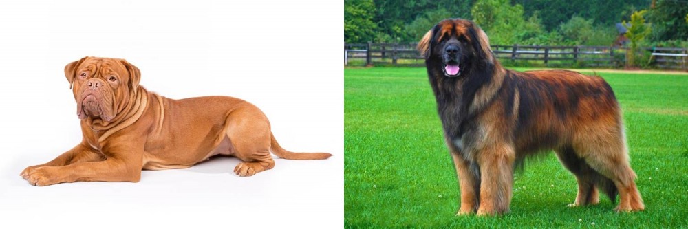 Leonberger vs Dogue De Bordeaux - Breed Comparison