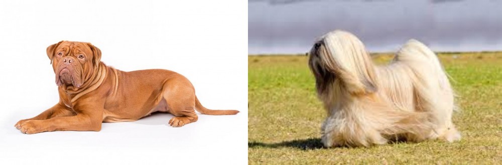 Lhasa Apso vs Dogue De Bordeaux - Breed Comparison