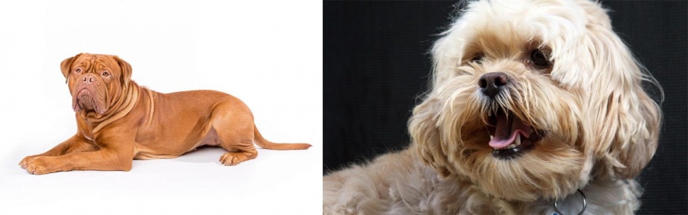 Lhasapoo vs Dogue De Bordeaux - Breed Comparison