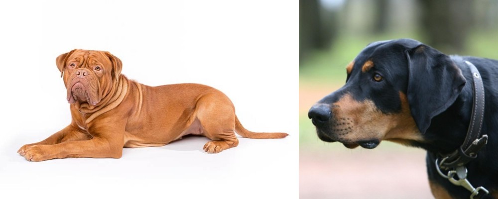 Lithuanian Hound vs Dogue De Bordeaux - Breed Comparison
