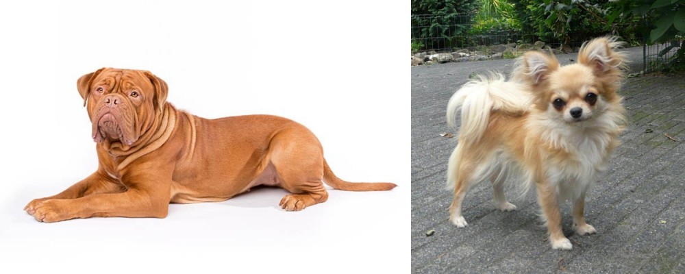 Long Haired Chihuahua vs Dogue De Bordeaux - Breed Comparison