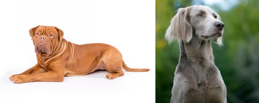 Longhaired Weimaraner vs Dogue De Bordeaux - Breed Comparison