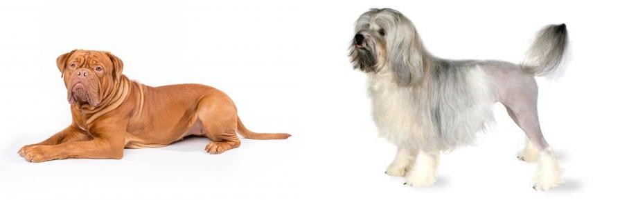 Lowchen vs Dogue De Bordeaux - Breed Comparison