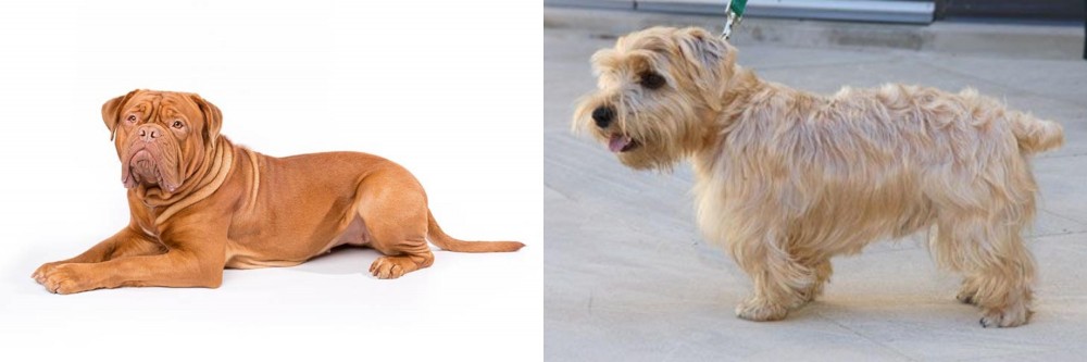 Lucas Terrier vs Dogue De Bordeaux - Breed Comparison