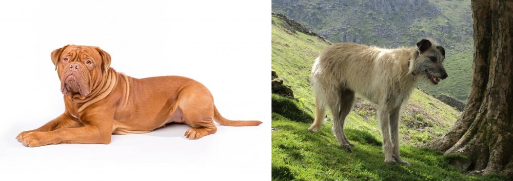 Lurcher vs Dogue De Bordeaux - Breed Comparison