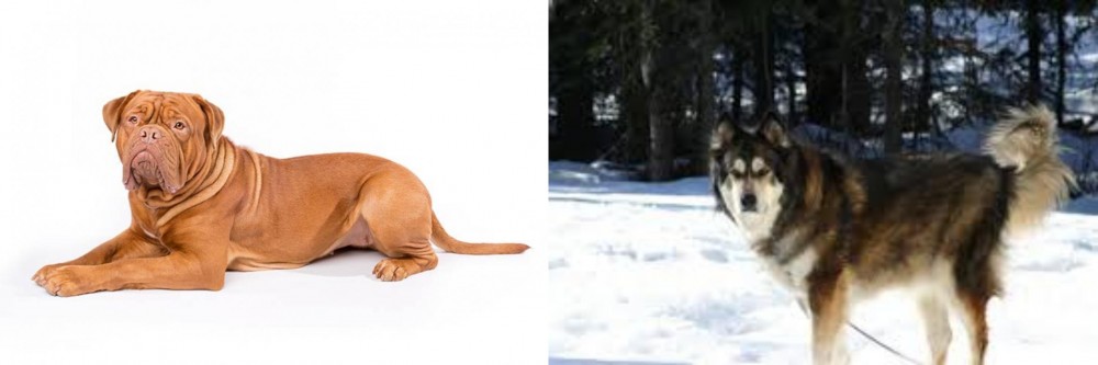 Mackenzie River Husky vs Dogue De Bordeaux - Breed Comparison