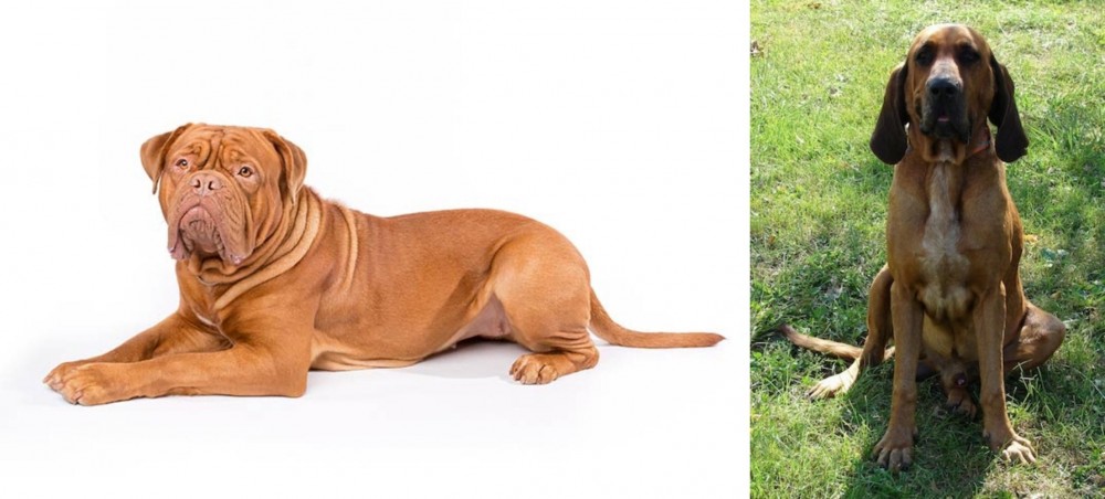 Majestic Tree Hound vs Dogue De Bordeaux - Breed Comparison