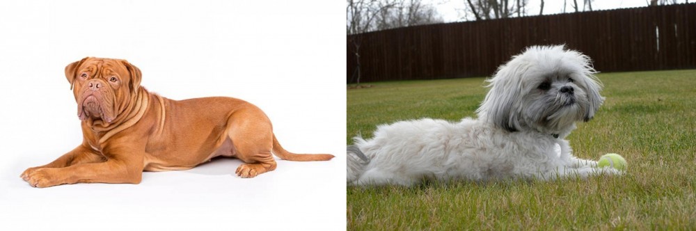 Mal-Shi vs Dogue De Bordeaux - Breed Comparison