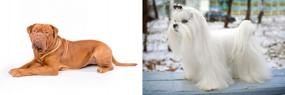 Maltese vs Dogue De Bordeaux - Breed Comparison
