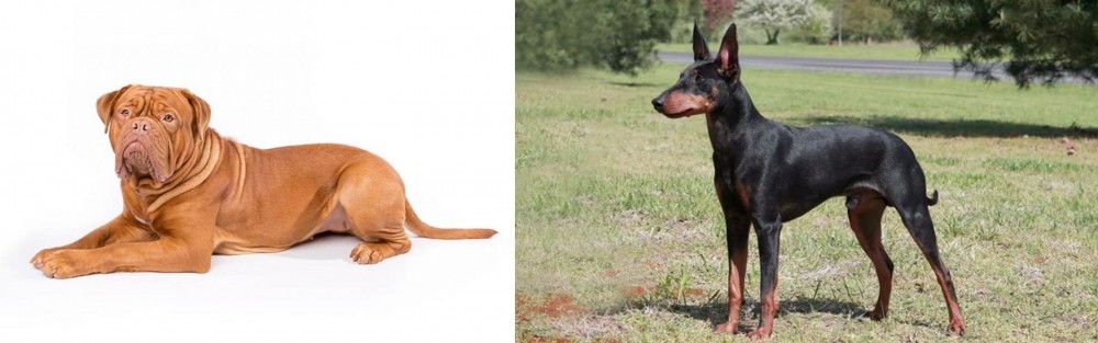 Manchester Terrier vs Dogue De Bordeaux - Breed Comparison