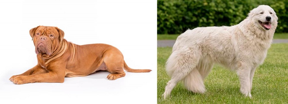 Maremma Sheepdog vs Dogue De Bordeaux - Breed Comparison