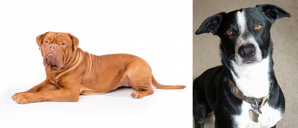 McNab vs Dogue De Bordeaux - Breed Comparison